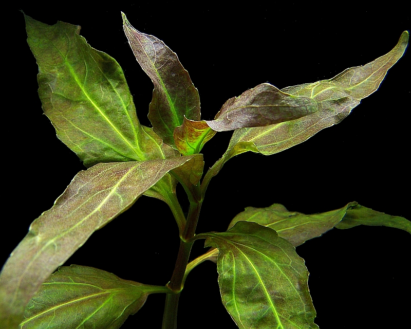 Gymnocoronis spilanthoides