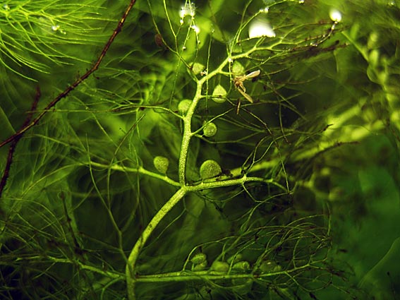 Utricularia  aurea